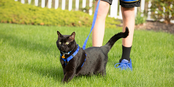 Can You Walk A Cat On A Leash
